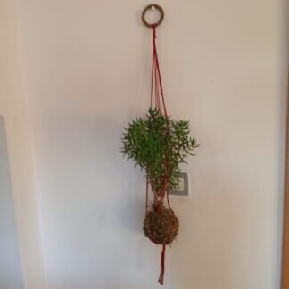 Crassula tetragona