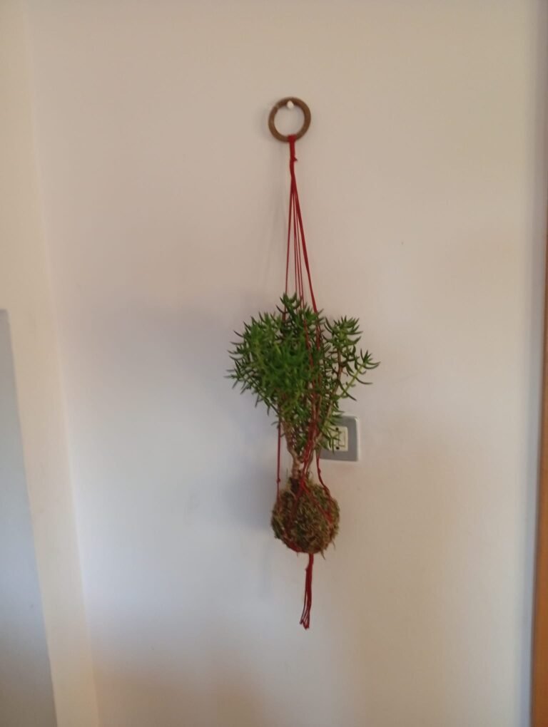 Crassula tetragona