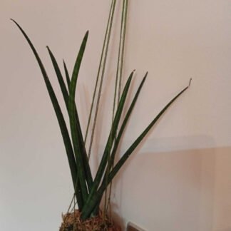 Sansevieria bacularis, mais conhecida como a lança de são Jorge.