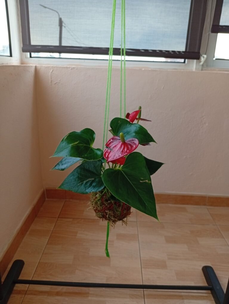 kokedamas anturio